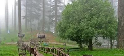 Dhanaulti Travel Guide