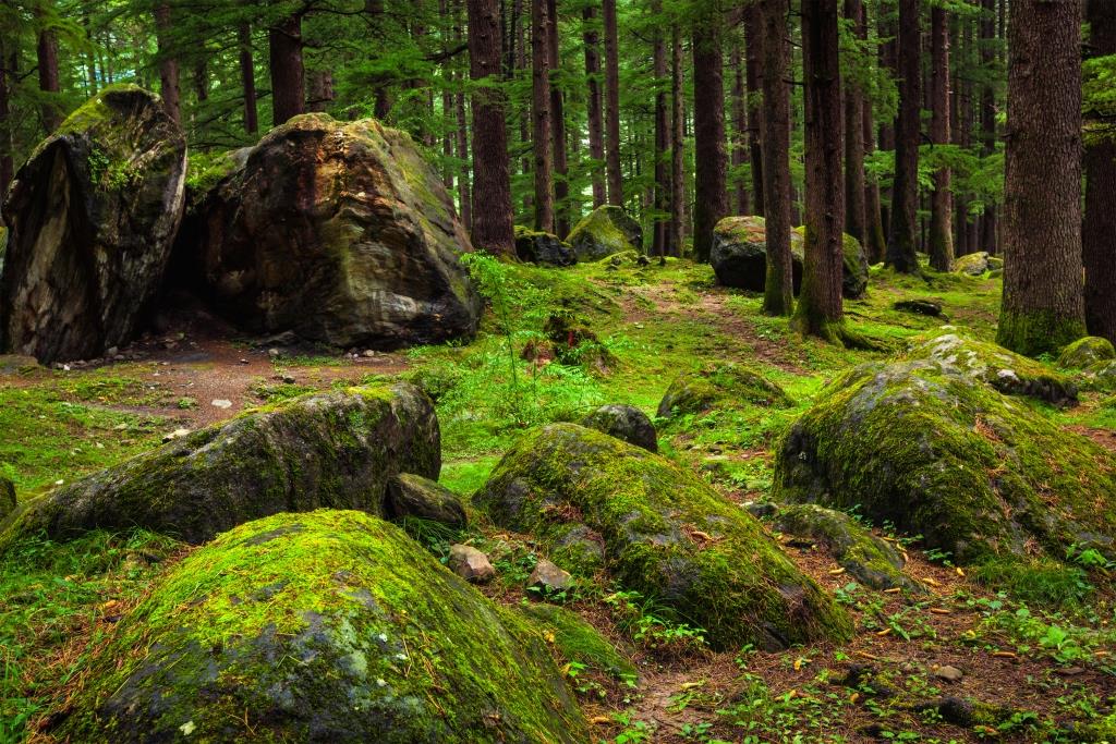 Pine forest with rocks. Manali, Himachal Pradesh, India