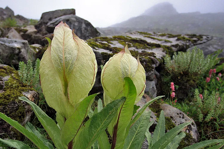 brahma-kamal-uttarakhand