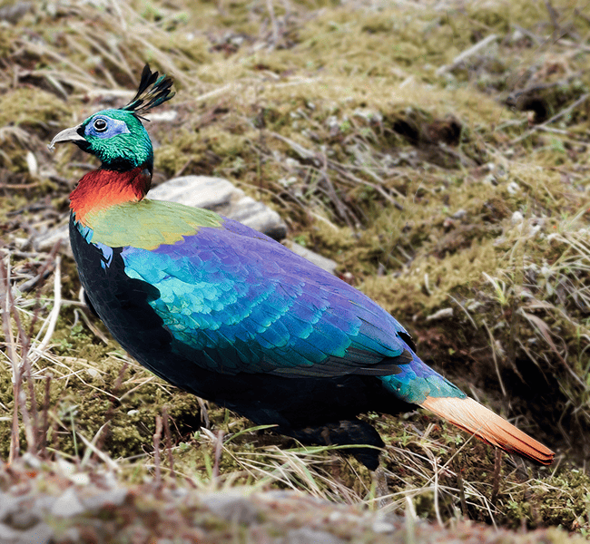 monal-bird-uttarakhand