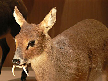 musk-deer-uttarakhand