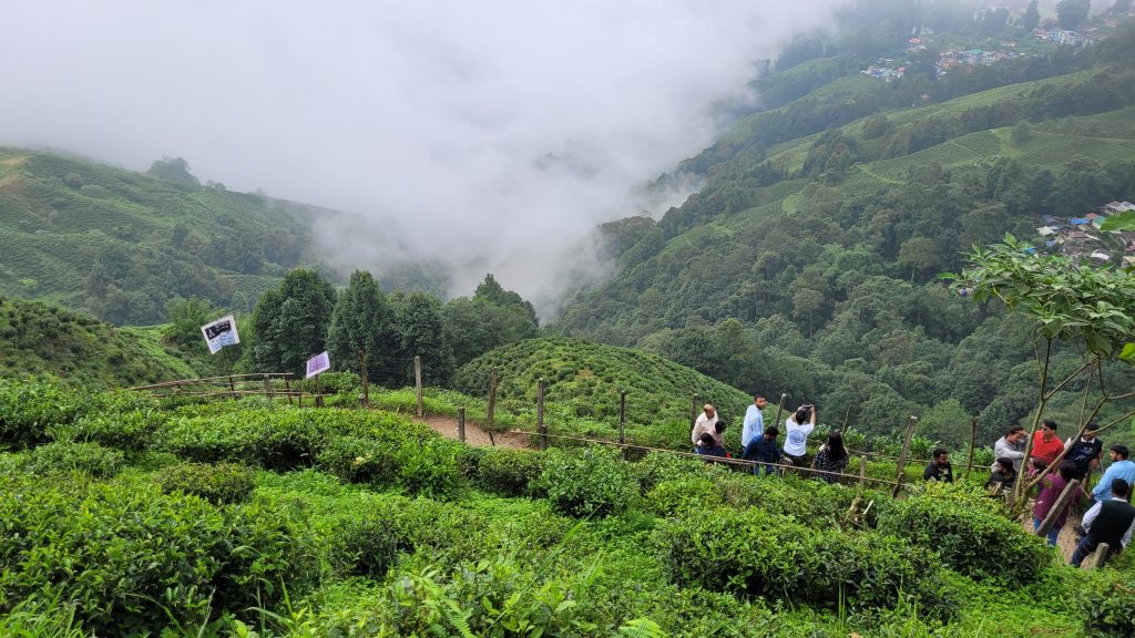 darjeeling-tea-gardens