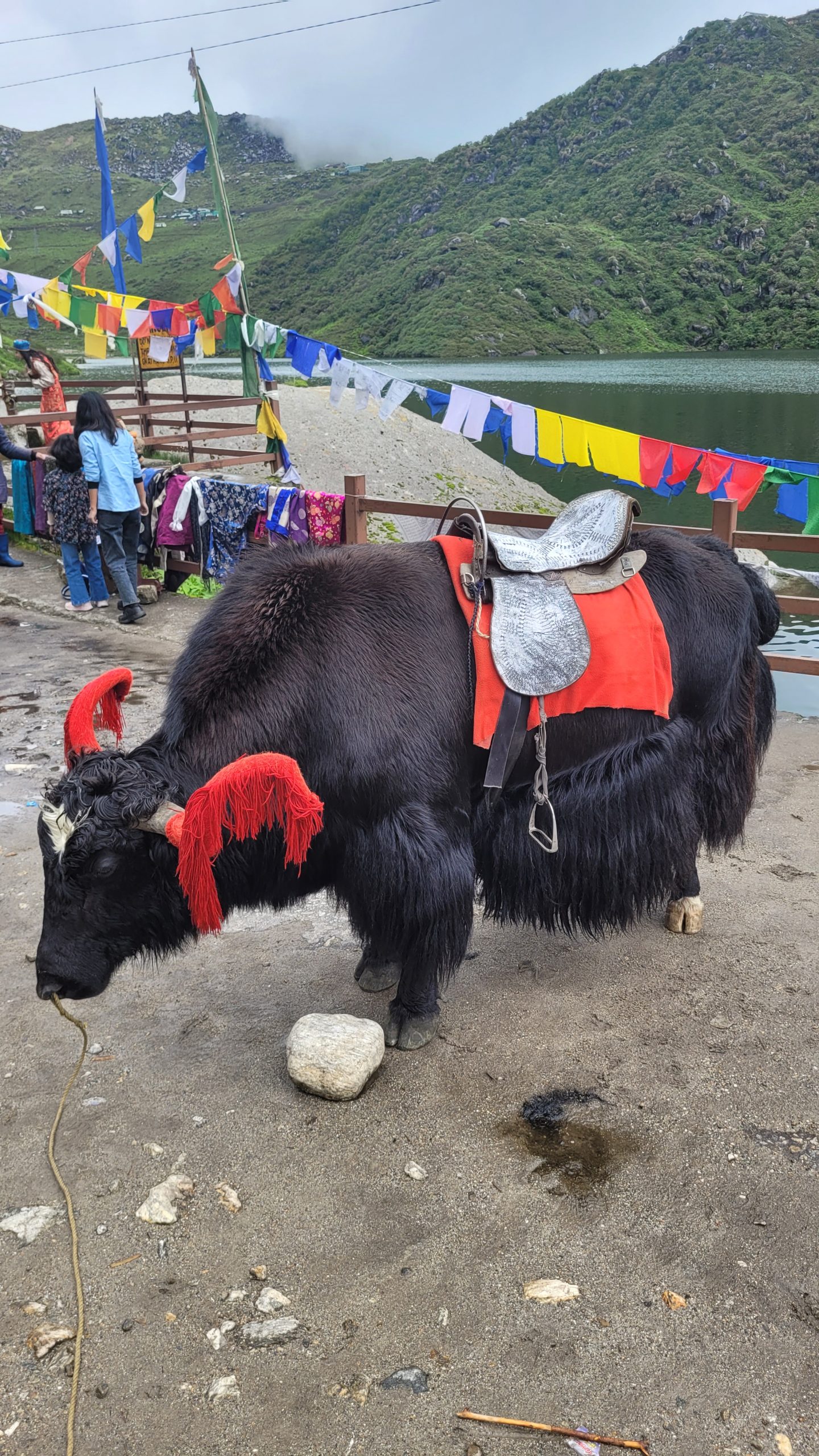 yak-riding-tsogmo-lake-sikkim