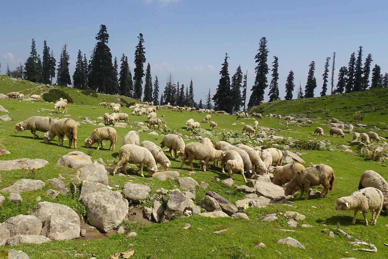 kashmir-tour-package-sonmarg-gulmarg