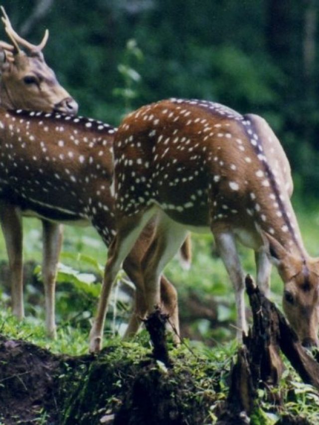 7 Best Wildlife Sanctuaries in Uttarakhand