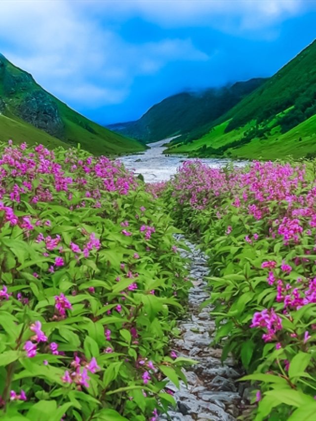 Book Now Valley of Flower Aug and Sep